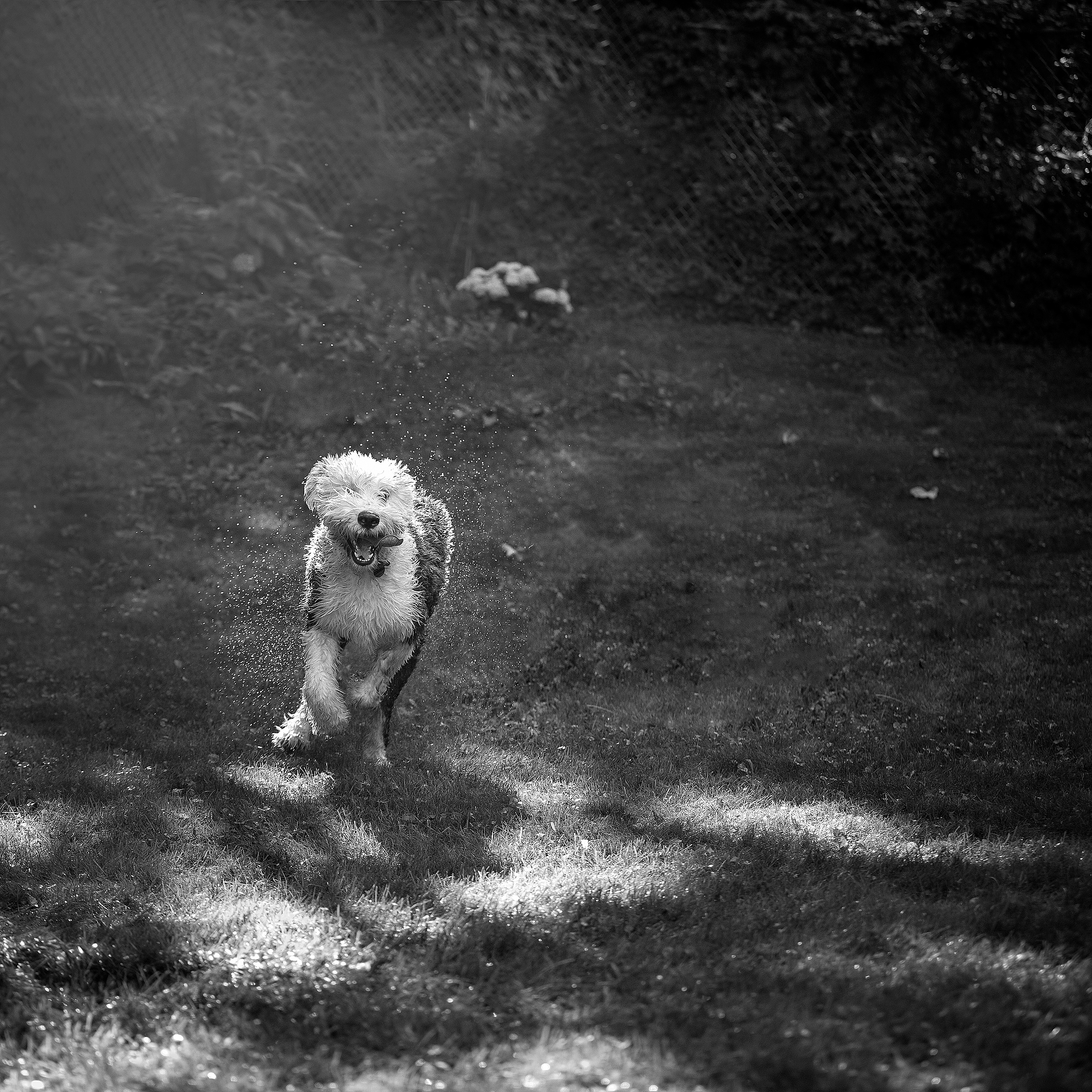 old english sheepdog, sprinklers, backyard fun, dog running, black and white pet photography, nyack family photographer