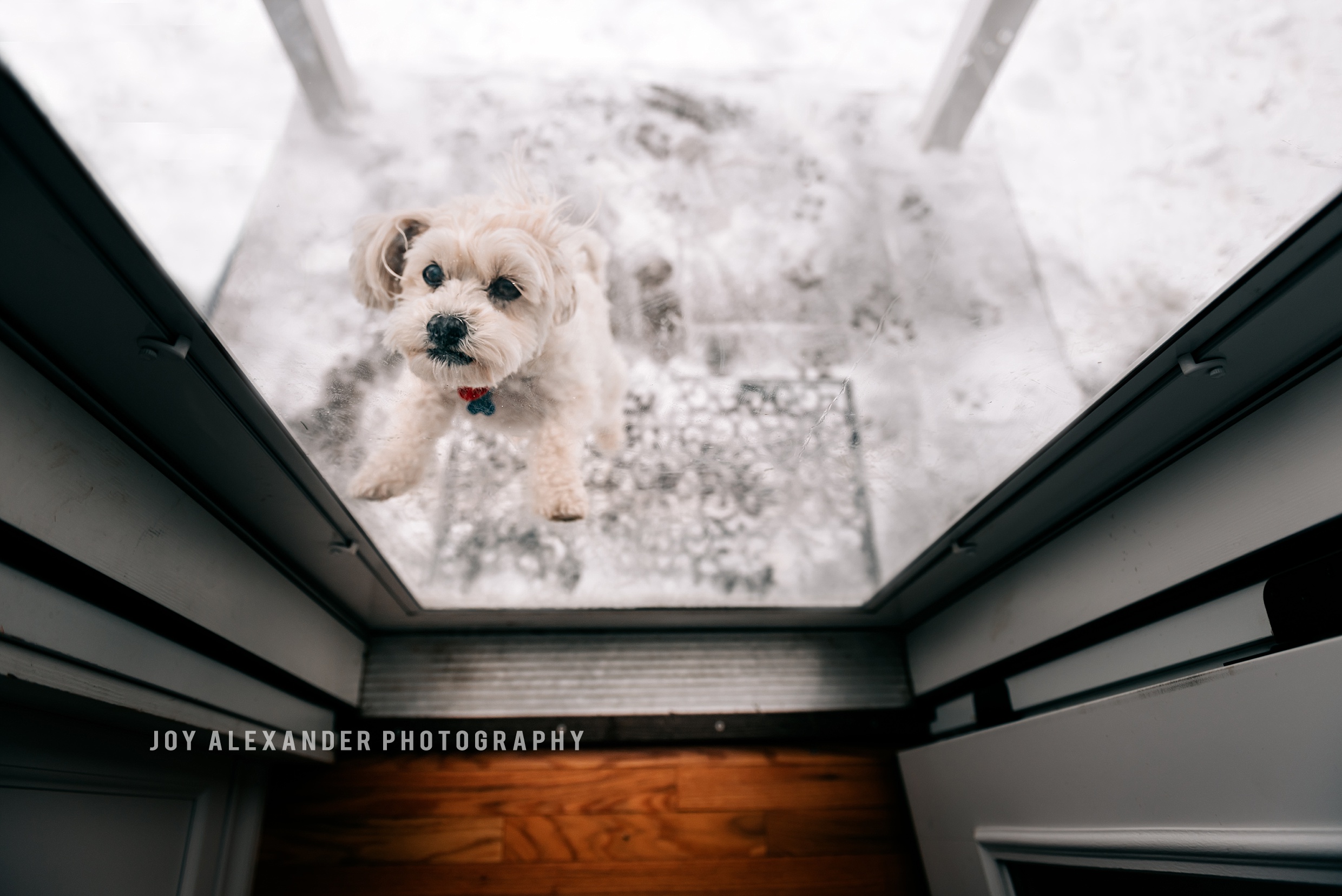 new york lifestyle photographer, candid family photographer, bichon frise, shitzu, snow day, family dog, dog jumping