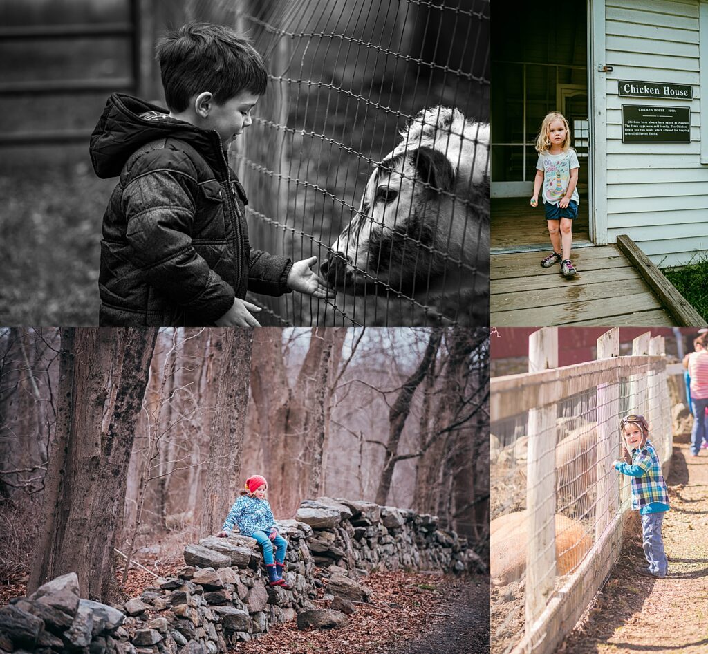 A collage of four images of children interacting with cows, chickens and pigs at Muscoot farm in Katonah. 