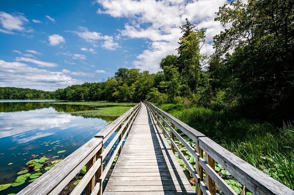 Boardwalk over the Teatown Lake with water lillies below The sky is blue with white clouds. 
