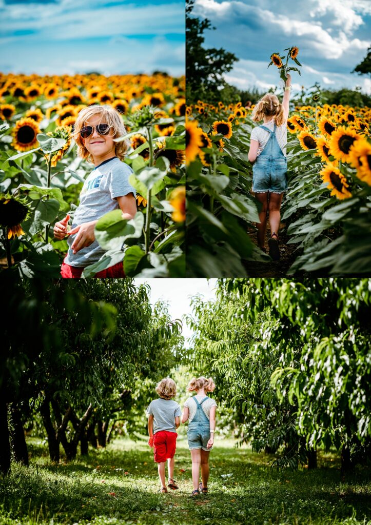 Two teenagers exploring sunflower fields and fruit orchards at Barton Orchards in the Hudson Valley.