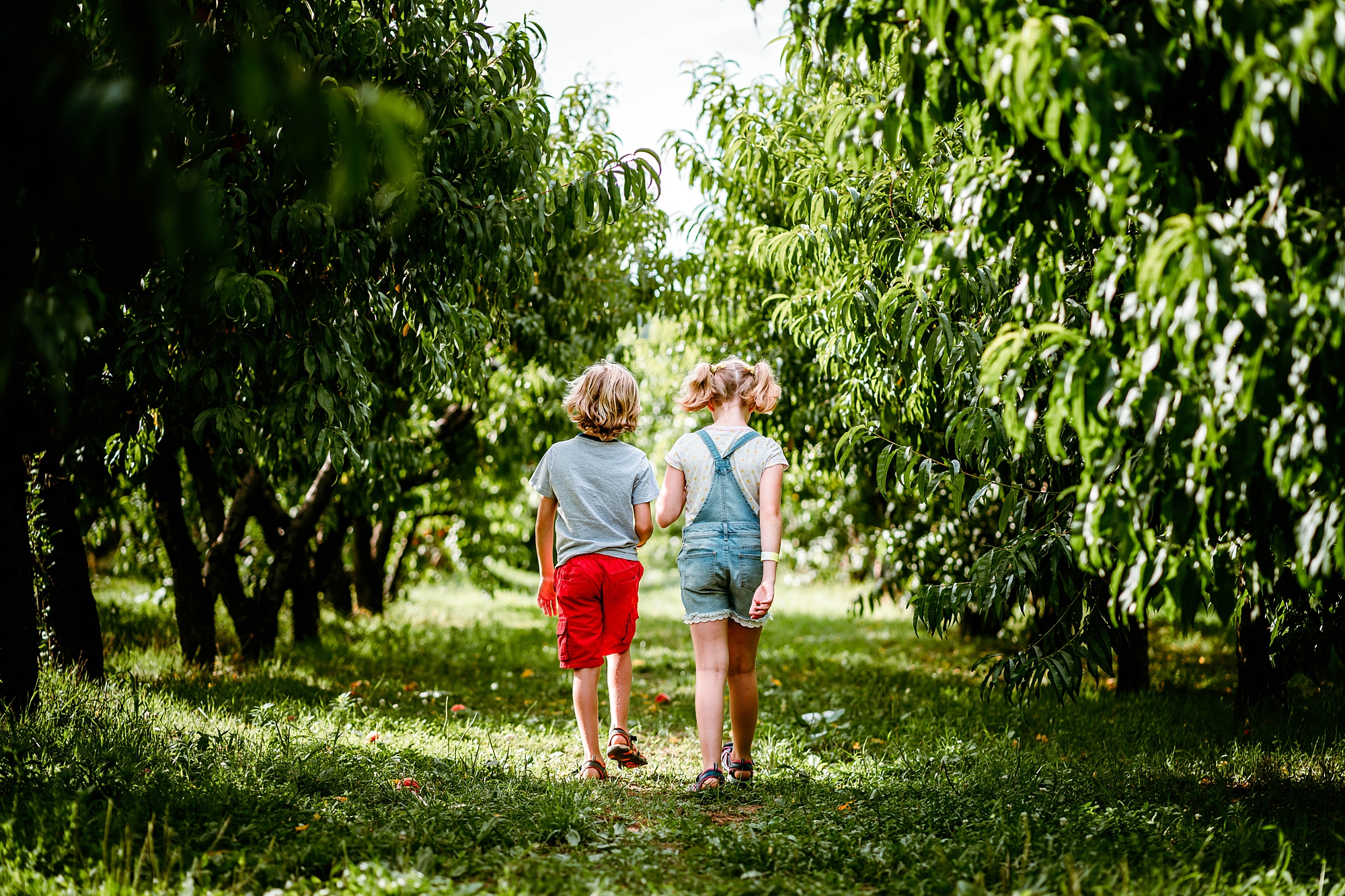 Twin children walking through a sunny orchard during a summer adventure in the Hudson Valley.
