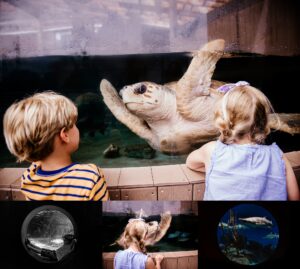 Children watching a sea turtle and marine life exhibits at The Maritime Aquarium in Norwalk, Connecticut.